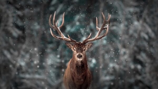 Une image d'un portrait d'un cerf – Image 2