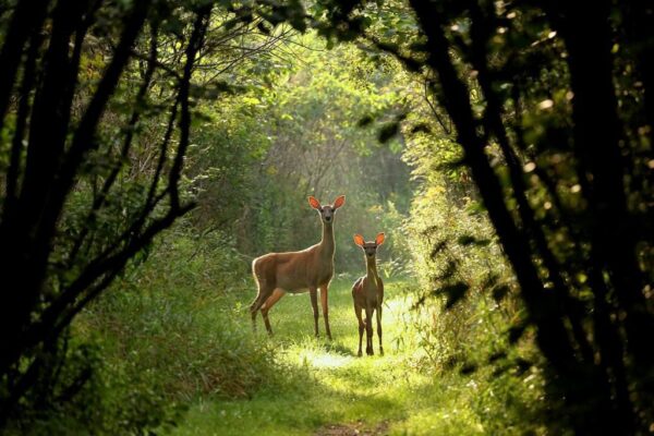 Image d'un chevreuil dans la forêt – Image 2