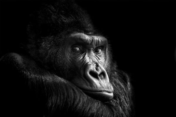 Une image d'un gorille pensif – Image 2