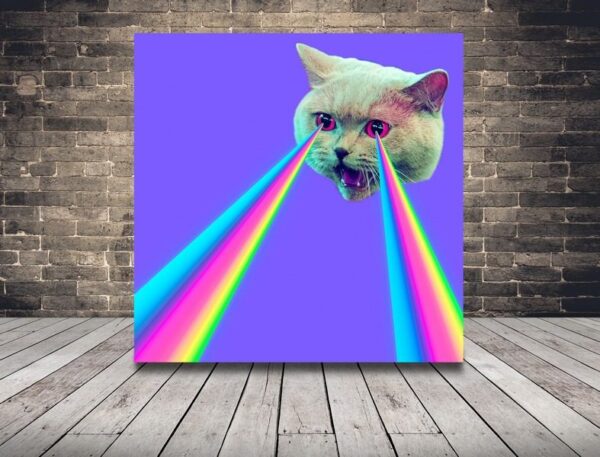 Une image d'un chat fou