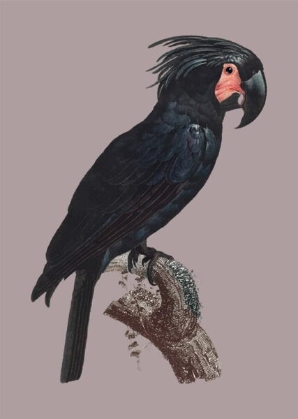 Une image d'un perroquet noir – Image 2