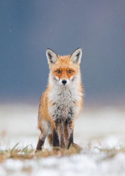 Image d'un renard dans le champ – Image 2