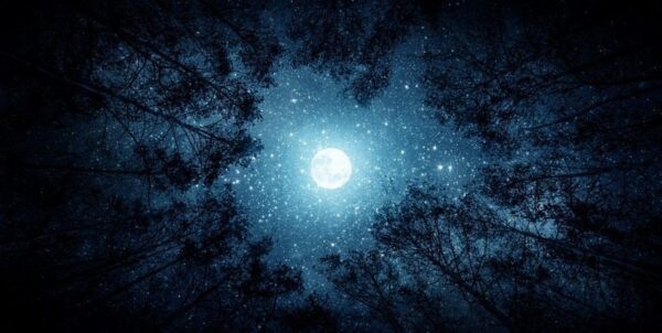 Une image de la lune parmi les arbres – Image 2