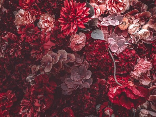 Une image d'une mer de fleurs – Image 2