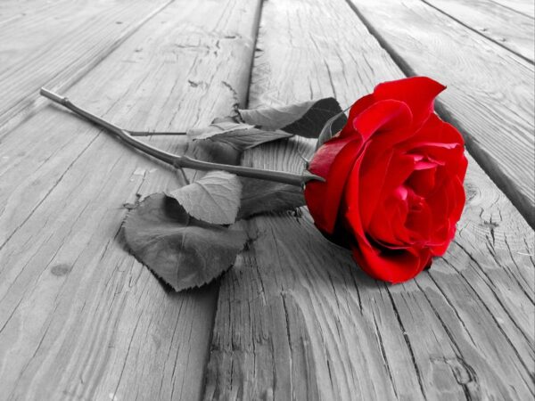 L'image d'une rose sur bois – Image 2