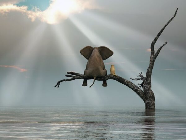 Une image d'un éléphant dans un arbre – Image 2