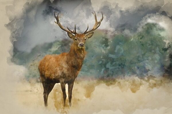 Image délicate de cerf – Image 2