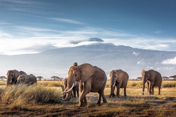 Une image d'un troupeau d'éléphants – Image 2