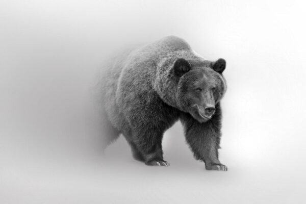 Image d'un ours dans le brouillard – Image 2