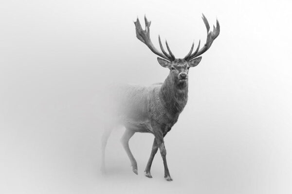 Une image d'un cerf dans la brume – Image 2