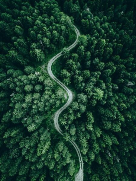 Image de la route forestière – Image 2