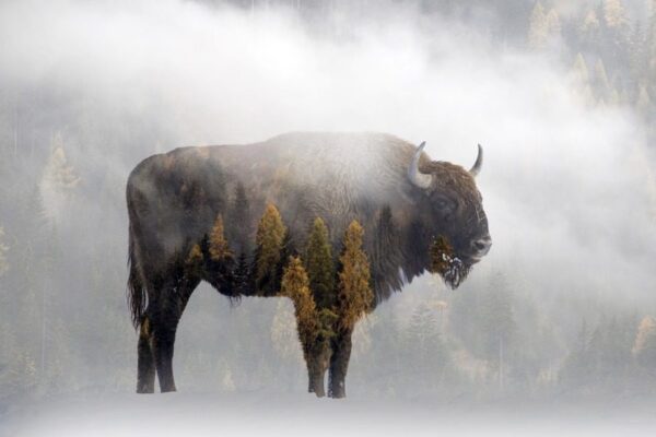 Image d'un bison d'Europe – Image 2