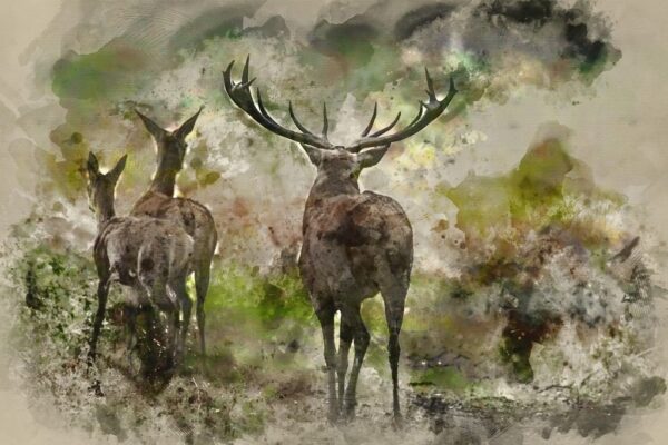 Image de chevreuil et cerf – Image 2