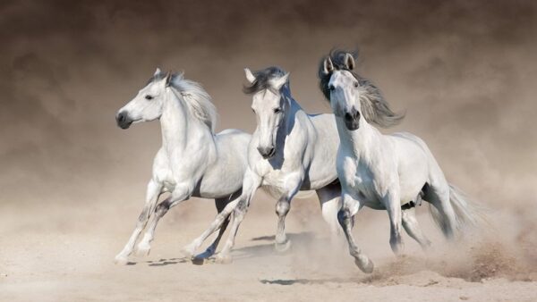 Image de trois chevaux de course – Image 2