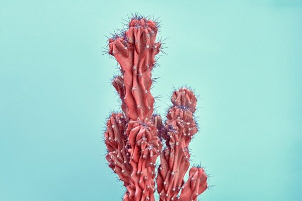 Une image d'un cactus rouge – Image 2