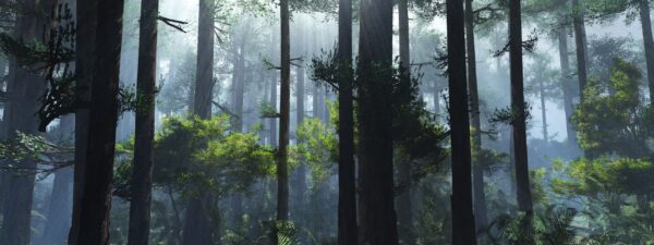 Image du matin brumeux – Image 2