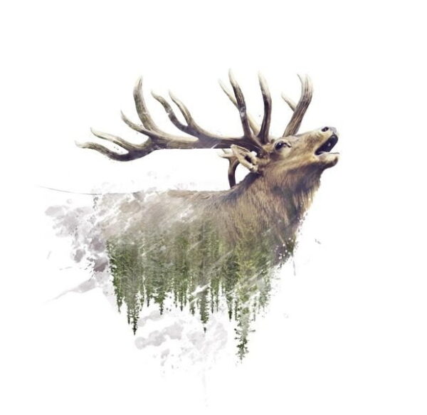 Une image d'un cerf sauvage – Image 2