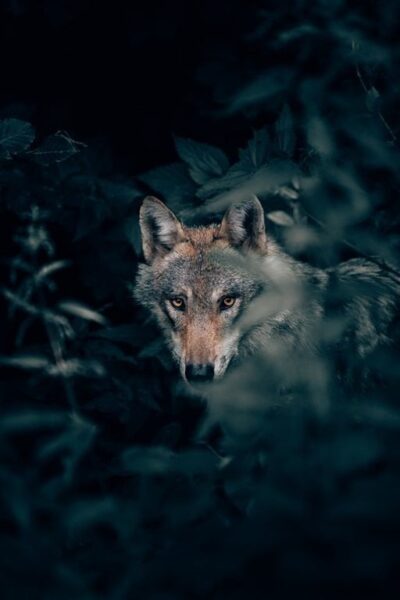 Image d'un loup dans la brume – Image 2