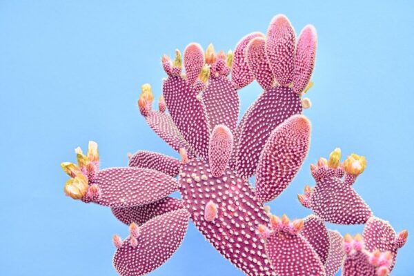 Une image d'un cactus rose – Image 2
