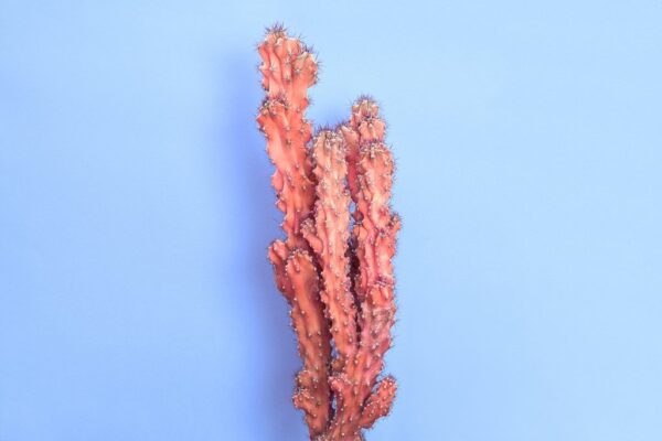 Une image d'un cactus en rose – Image 2