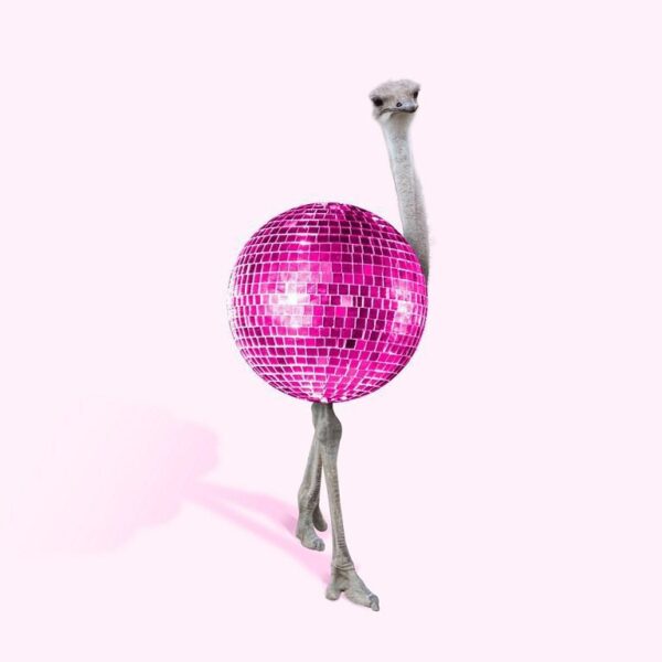Image disco d'autruche – Image 2