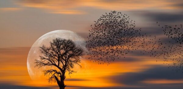 Image D'un Arbre Sur Un Fond De Soleil. – Image 2