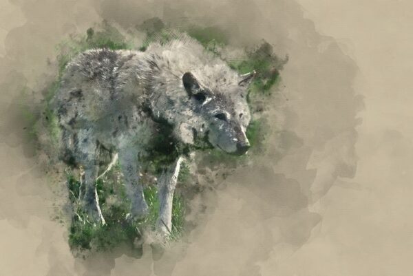 Image d'un loup – Image 2