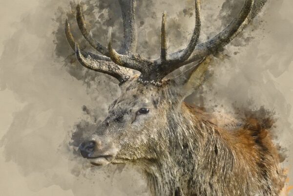 Image d'un cerf – Image 2