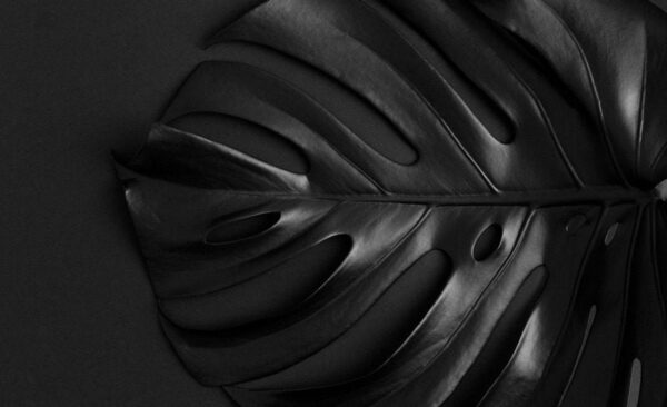 Une image d'une feuille tropicale – Image 2