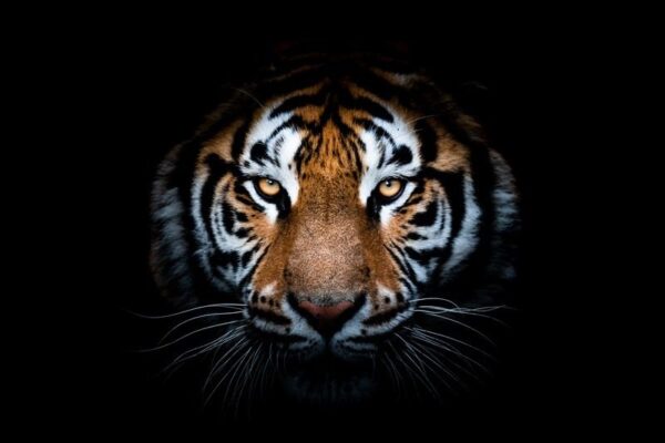 Image du visage d'un tigre – Image 2