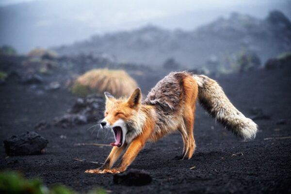 Image Renard endormi – Image 2