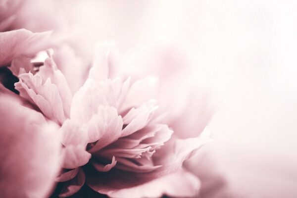 Image de pivoine beige – Image 2