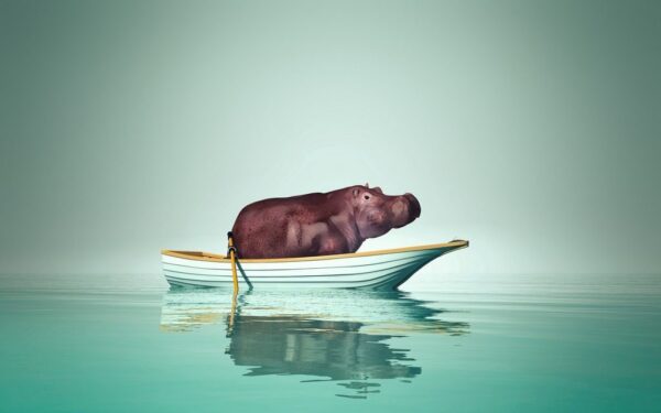 Une photo d'un hippopotame dans un bateau – Image 2