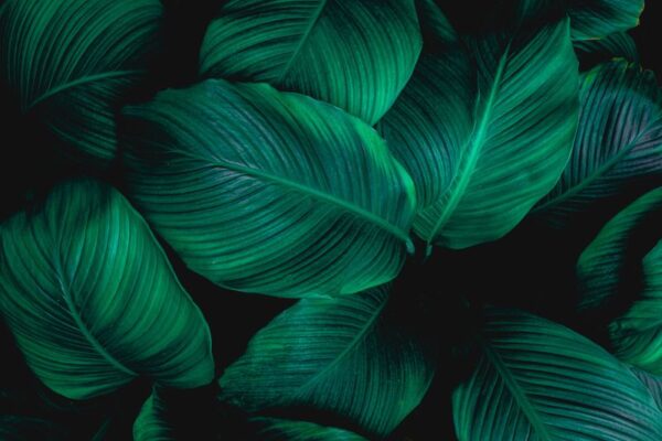 Une image de feuilles tropicales – Image 2