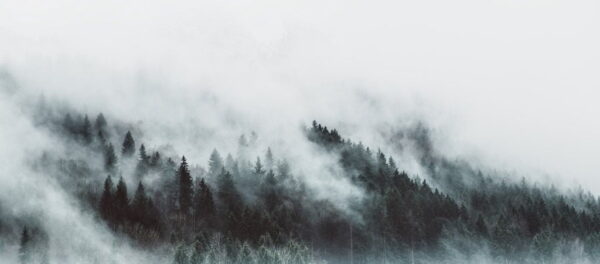 Image d'une forêt dans la brume – Image 2