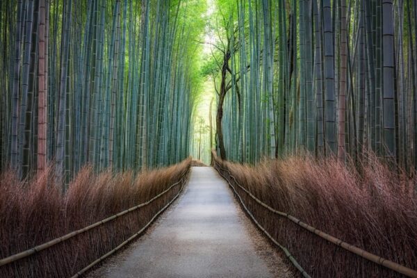 Image d'une forêt au Japon – Image 2