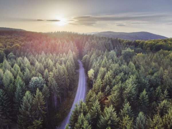 Une image d'une route à travers la forêt – Image 2