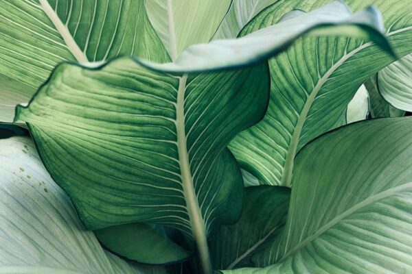 Image de feuille tropicale – Image 2