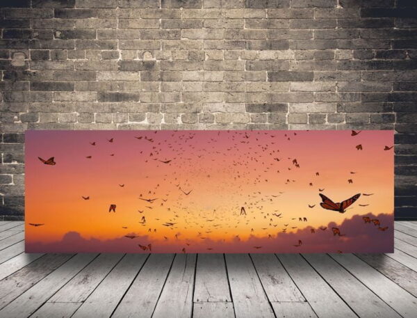 L'image des papillons