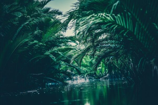 Photo de la jungle – Image 2