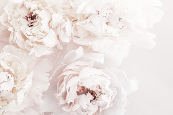 Image de pivoines pastel – Image 2