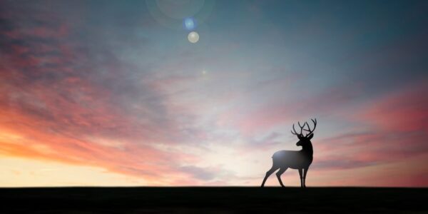 Image d'un cerf au coucher du soleil – Image 2
