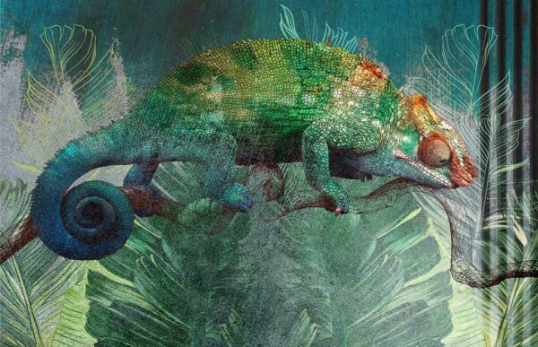 Image d'un caméléon – Image 2