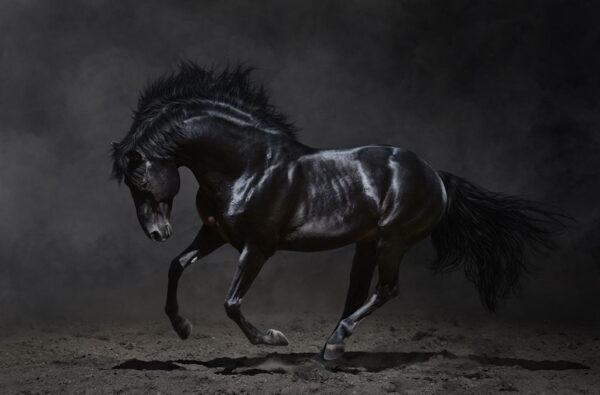 Image d'un cheval noir – Image 2