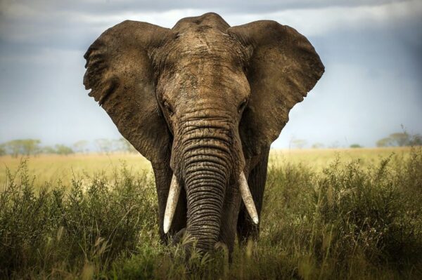 Une image d'un éléphant – Image 2