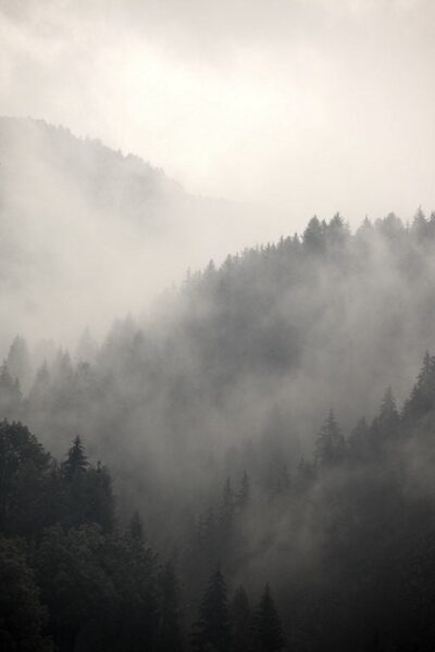 Image d'une forêt dans la brume – Image 2