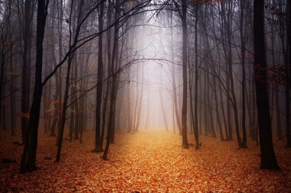Une image d'une forêt jaune – Image 2