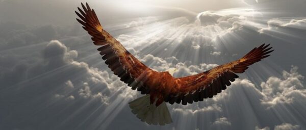 Image d'un aigle en vol – Image 2