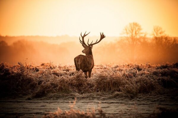 Image d'un cerf dans le rut – Image 2