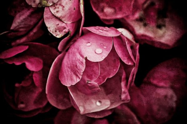 Une image de pivoines roses – Image 2